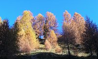 04 Larici al sole
